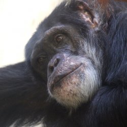 Menschenaffe - Schimpanse - (c) HanneVoltmerDöbrich